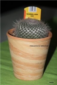439b8c04-IMG_3910 Mammillaria hahniana.jpg
